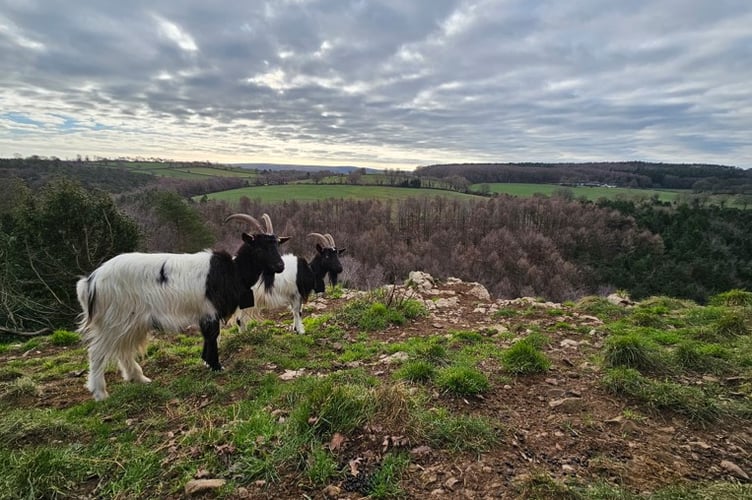 Somerset species benefit from £13m national recovery investment